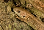 Lacerta agilis