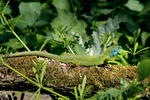 Lacerta viridis