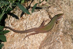 Lacerta viridis