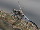 lack-tailed Skimmer