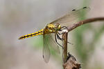 lack-tailed Skimmer