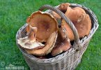 Lactarius volemus