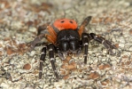 Lady bird Spider