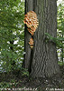 Laetiporus sulphureus