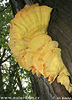 Laetiporus sulphureus