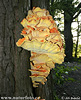 Laetiporus sulphureus