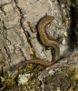 Lagartija de turbera