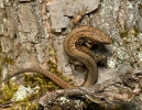 Lagartija de turbera