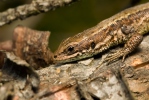 Lagartija de turbera