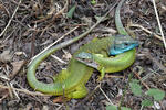 Lagarto verde oriental