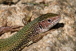 Lagarto verde oriental