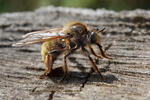 Laphria flava