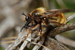 Laphria flava