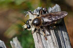 Laphria gibbosa