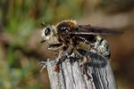 Laphria gibbosa