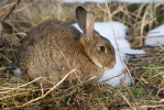 Lapin de garenne