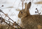 Lapin de garenne