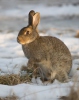 Lapin de garenne