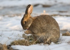 Lapin de garenne