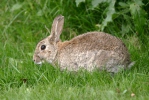 Lapin de garenne