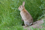 Lapin de garenne