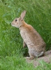 Lapin de garenne