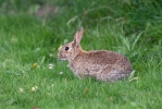 Lapin de garenne