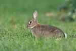 Lapin de garenne