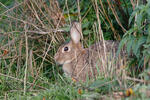 Lapin de garenne