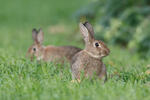 Lapin de garenne