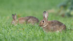 Lapin de garenne