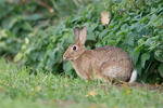 Lapin de garenne