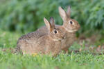 Lapin de garenne