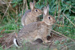 Lapin de garenne