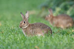 Lapin de garenne