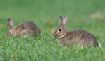 Lapin de garenne