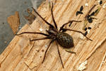 Large House Spider