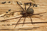 Large House Spider