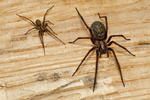 Large House Spider