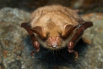 Large Mouse-eared Bat