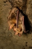 Large Mouse-eared Bat