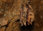 Large Mouse-eared Bat