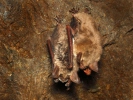 Large Mouse-eared Bat