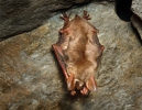 Large Mouse-eared Bat