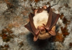 Large Mouse-eared Bat