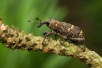 Large Pine Weevil