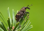 Large Pine Weevil