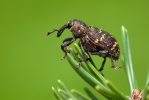 Large Pine Weevil