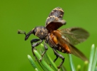 Large Pine Weevil