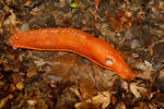 Large red Slug